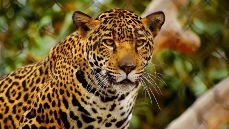 Un joven casi muere tras ser atacado por un jaguar en Olancho