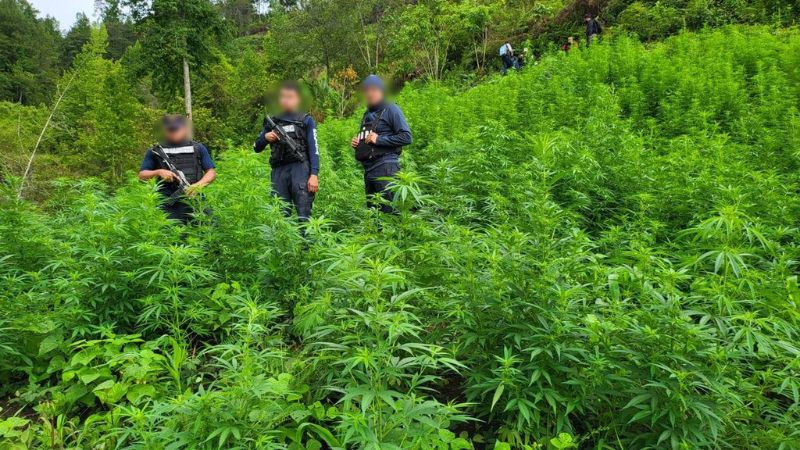 Aseguran 230 mil arbustos marihuana