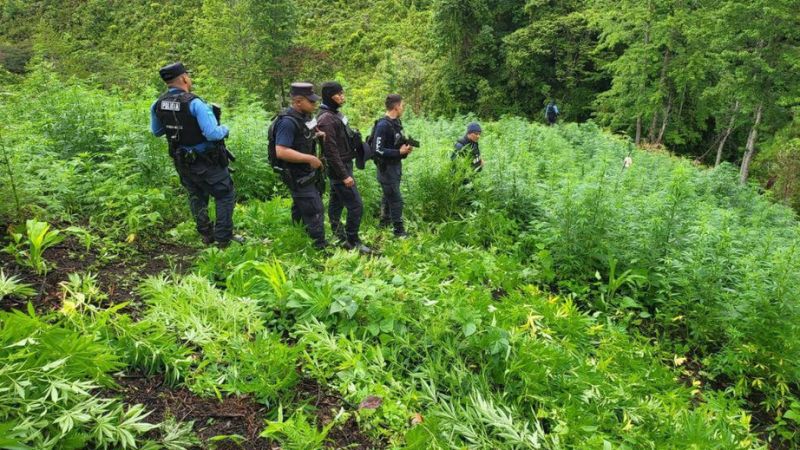 Aseguran 230 mil arbustos marihuana