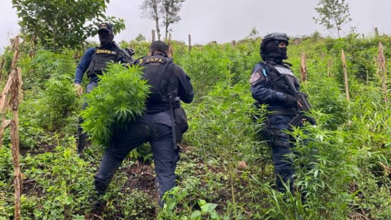 Aseguran 230 mil arbustos marihuana