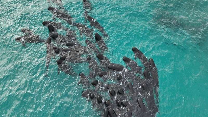 Ballenas en una playa de Australia