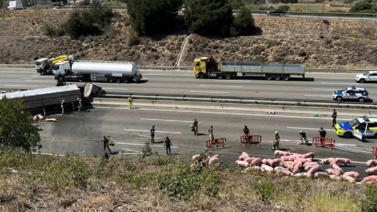 Cerdos en carretera de España