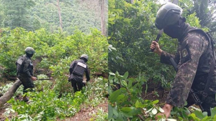 Destruyen manzanas con hojas de coca