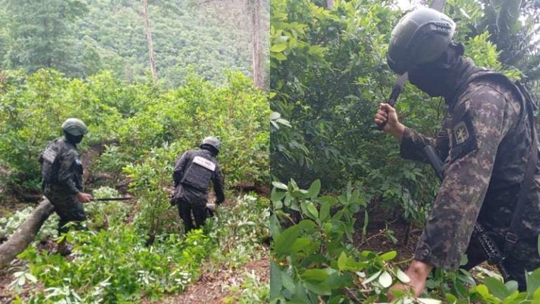 Destruyen manzanas con hojas de coca