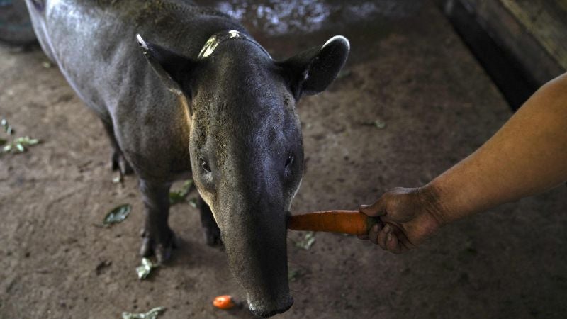 Tapir