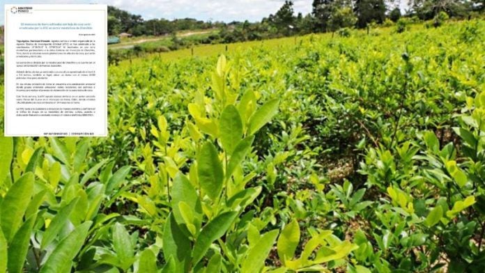 Hoja de coca