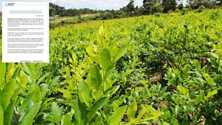 Hoja de coca