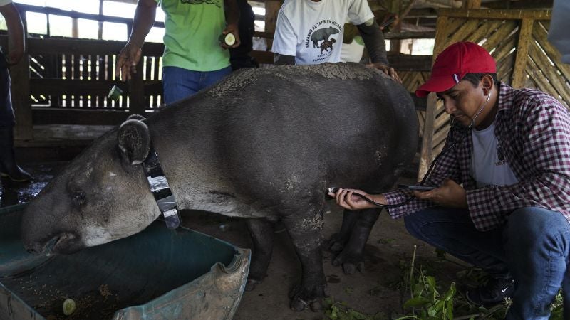 Tapir en Nicaragua