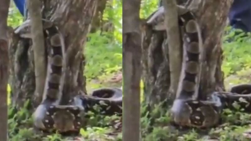 Serpiente sorprende a vecinos en colonia Loarque, TGU