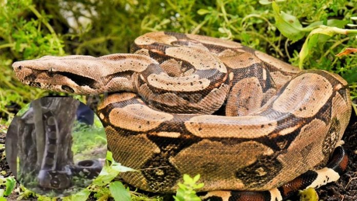 Serpiente sorprende a vecinos en colonia Loarque, TGU