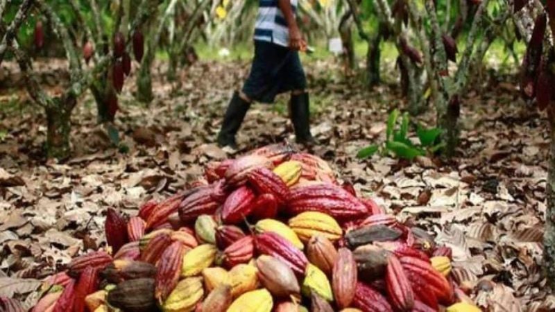 Producción de cacao cae en un 50% por el cambio climático