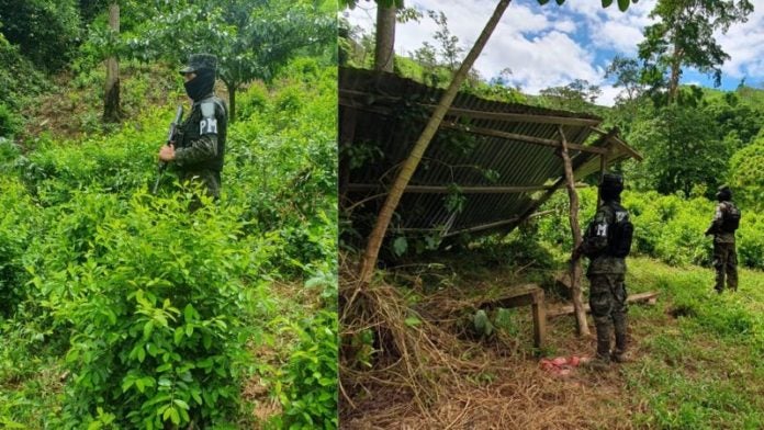 Aseguran plantación hoja coca Patuca