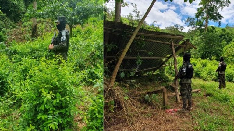 Aseguran plantación hoja coca Patuca