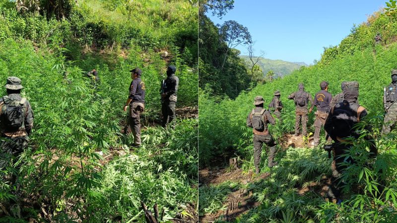 Las Fuerzas Armadas de Honduras (FFAA), eliminan alrededor de 4,500 arbustos de marihuana en una zona boscosa del departamento de Colón, al nororiental de Honduras. 
