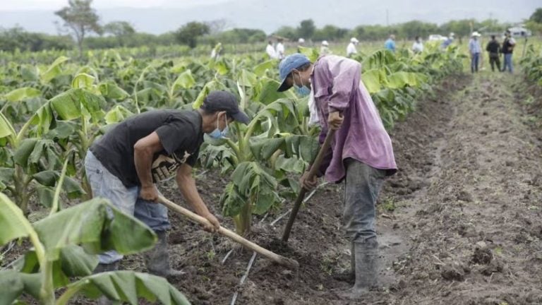 Prograno avizora cosechas exitosas de continuar lluvias los próximos meses