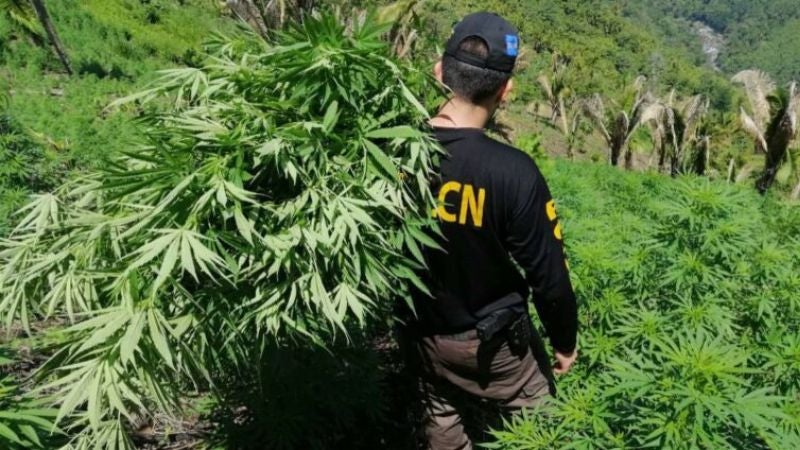 Erradican 2224 mil plantas de marihuana