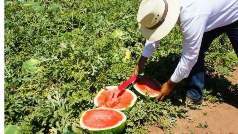 En riesgo producción de sandías por el alto costo de insumos