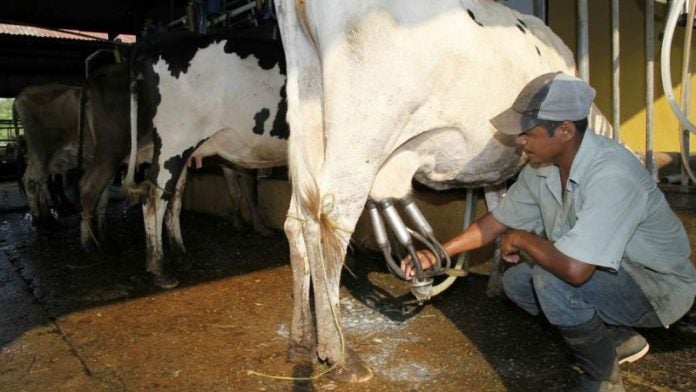 Producción de leche asciende a 2 millones de litros diarios