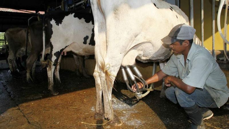 Producción de leche asciende a 2 millones de litros diarios