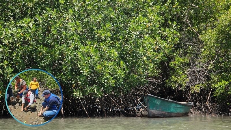 Organizaciones comunitarias reforestarán Bosque de manglares