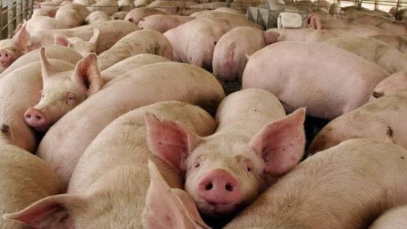 Instalan la primera planta procesadora de carne porcina en Olancho