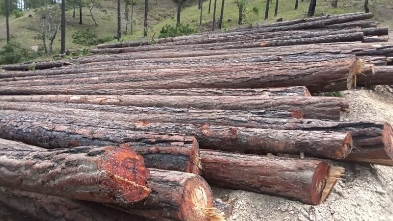 Decomisan unos 10 mil pies tablares de madera en La Mosquitia