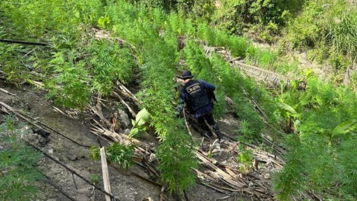 Aseguran más de 10 mil plantas de marihuana en Tocoa, Colón