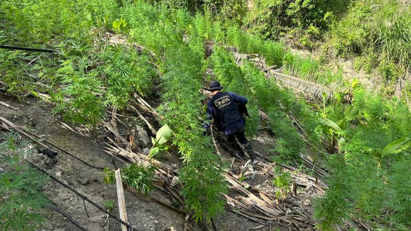Aseguran más de 10 mil plantas de marihuana en Tocoa, Colón