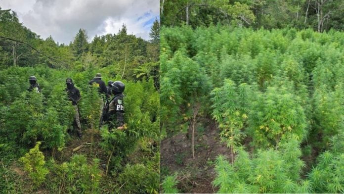 Plantación marihuana parque Yoro