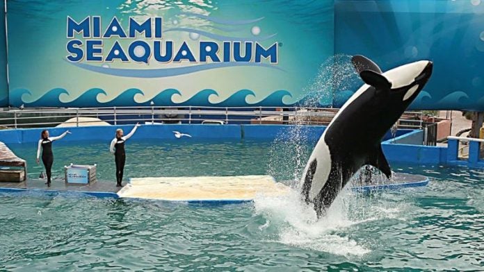 Muere Lolita orca Miami