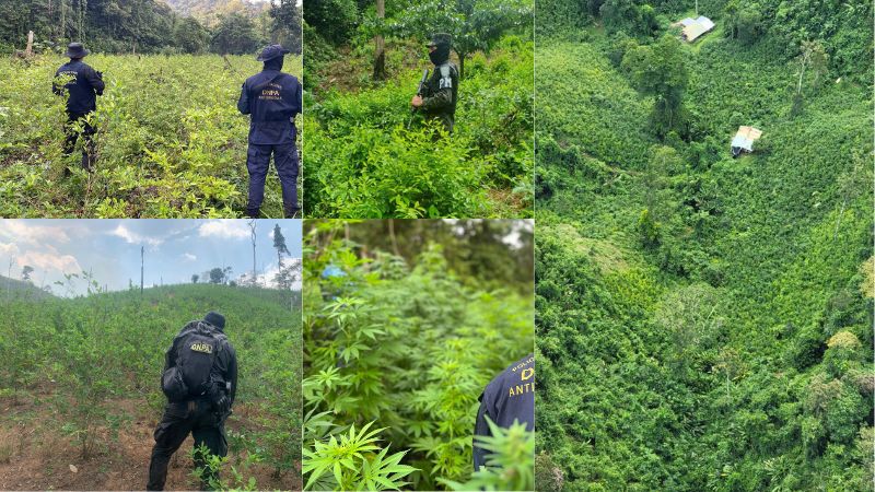 Plantaciones coca zonas protegidas