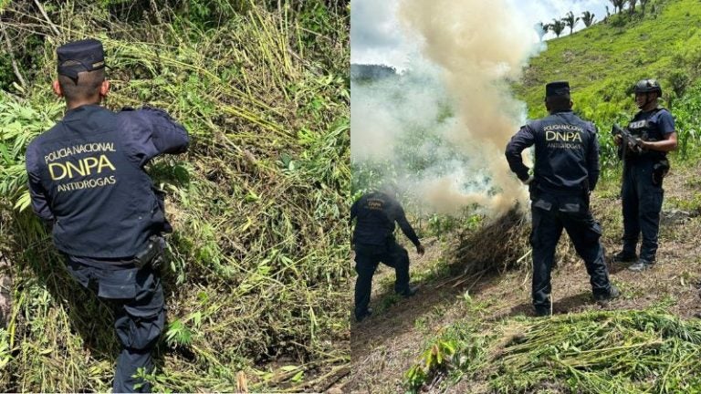 Erradican plantaciones marihuana Tocoa