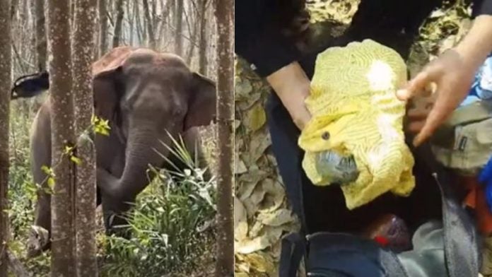 Elefante asiático encuentra droga