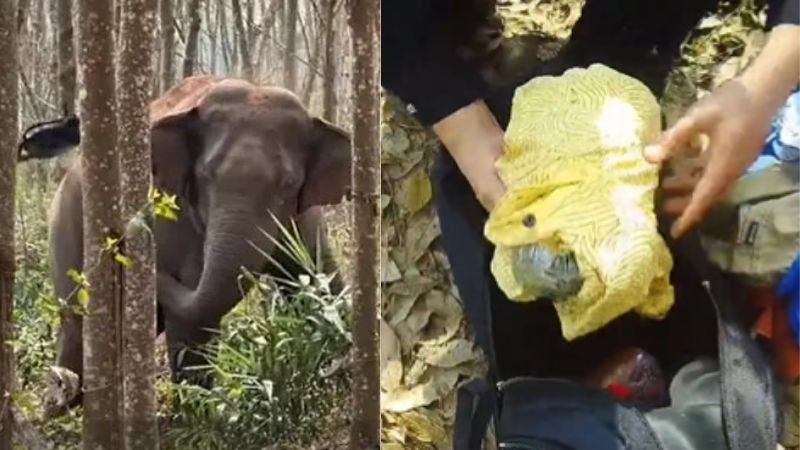 Elefante asiático encuentra droga