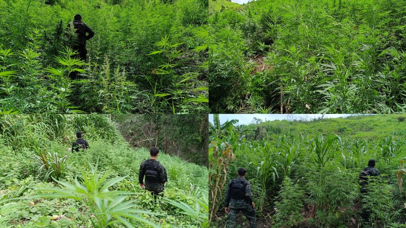 Aseguran arbustos marihuana Colón