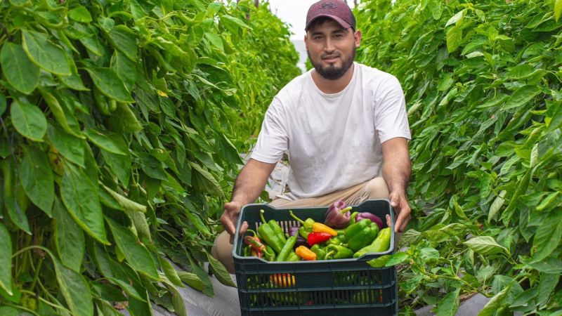 Hondureño logra producir 7500 libras de chile por semana