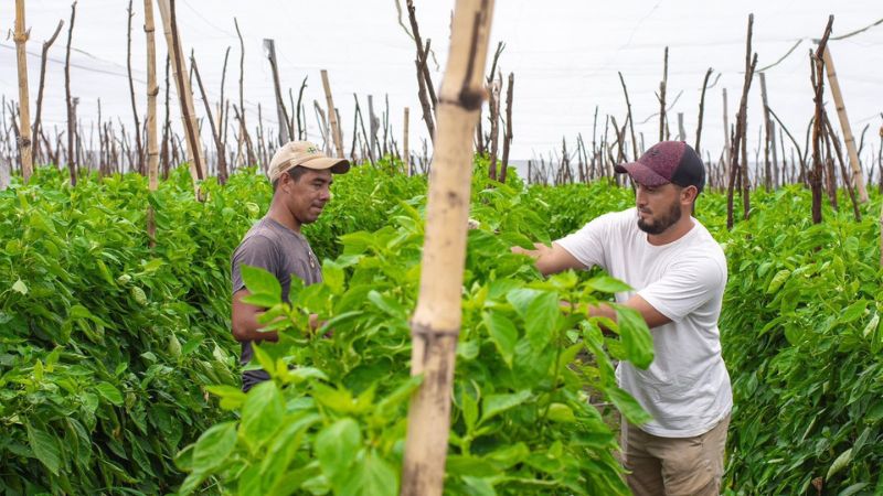 Hondureño logra producir 7500 libras de chile por semana