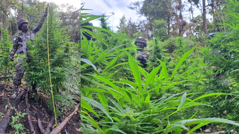 Plantación marihuana Parque Yoro
