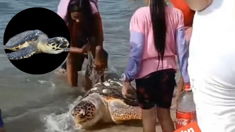Encuentran tortuga carey muerta en playa de Trujillo