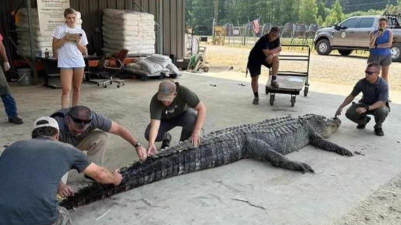 Capturan a cocodrilo gigante de 4.2 metros en Missisipi