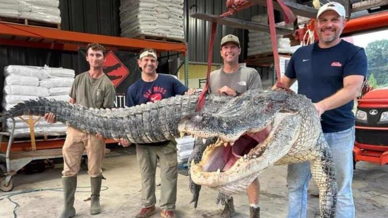 Capturan a cocodrilo gigante de 4.2 metros en Missisipi