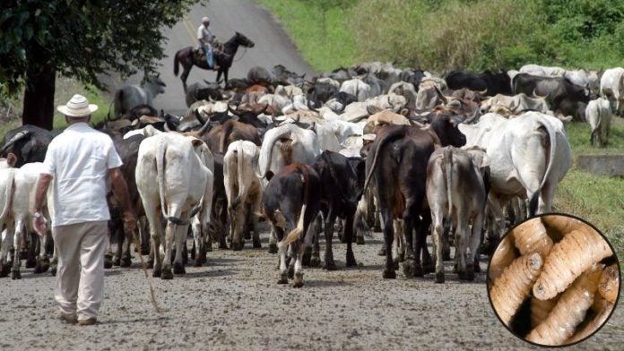 Gusano barrenador del ganado