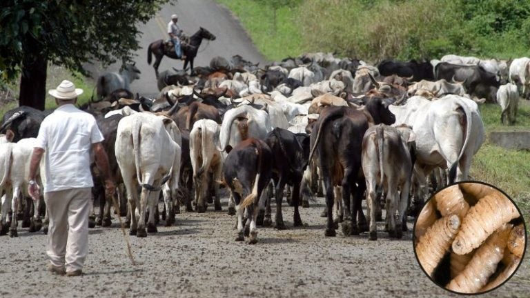 Gusano barrenador del ganado