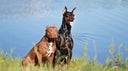 doberman-vs-pitbull