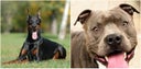 pitbulls
