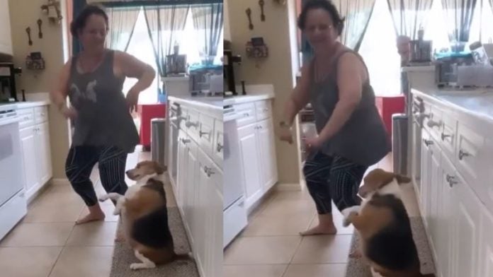 Perrito bailando TikTok