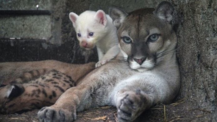 puma albino Nicaragua