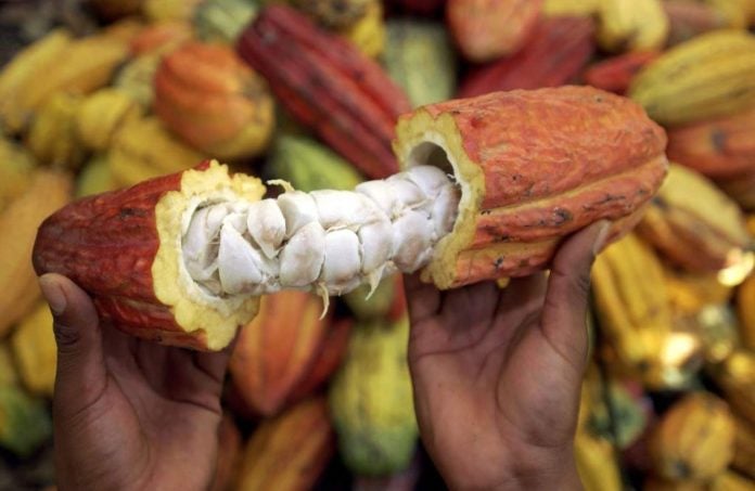 Producción de cacao cae en un 50% por el cambio climático