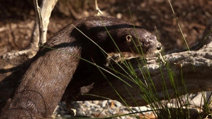 Ataque de nutria