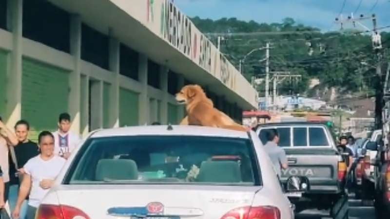 Perro viaja encima de auto